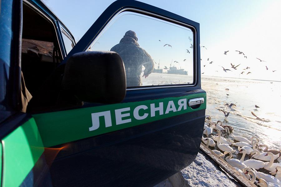 Сотня белых лебедей: как в Балтийске поддерживают замерзающих птиц