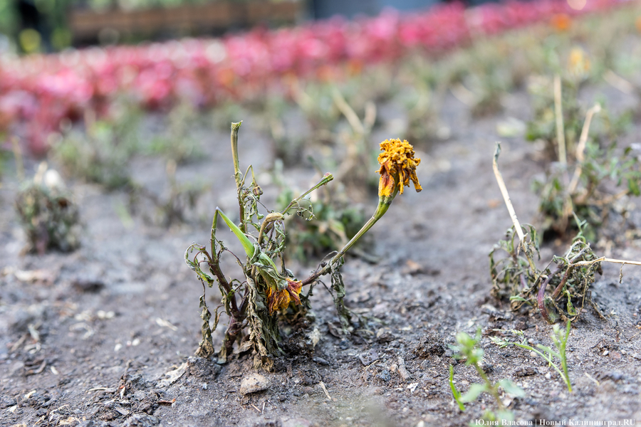 Bloomberg: из-за «теплового взрыва» в Сахаре на Европу надвигается волна жары до +50°C