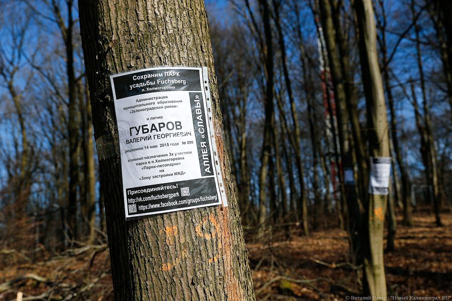 Пеньки в Холмогоровке: кто вырубает лесопарк под Калининградом