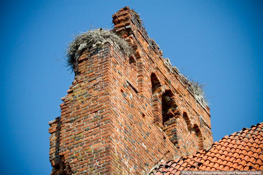 «Фрески и аисты»: вокруг кирхи в посёлке Кумачево идёт судебная тяжба