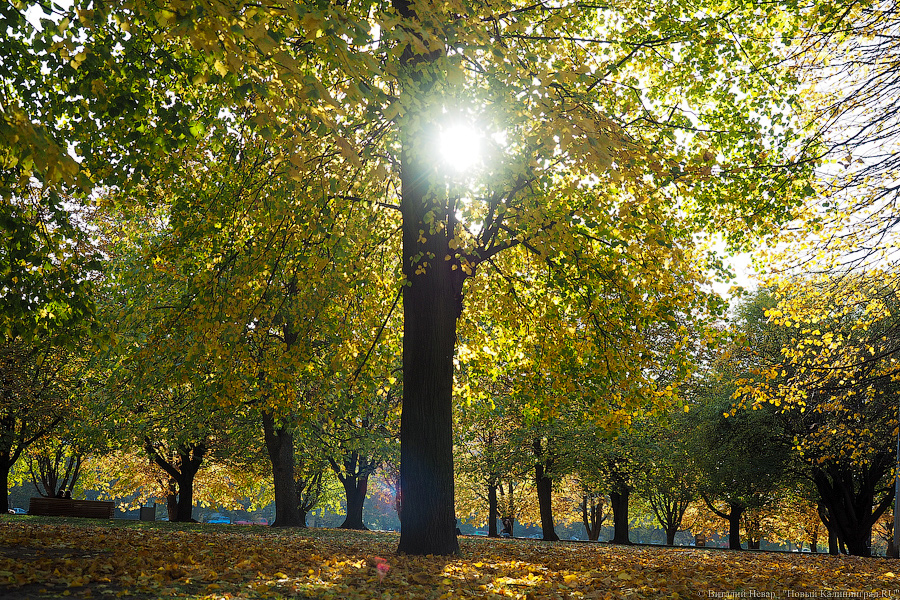 Конкурс по ремонту сквера на ул. Киевской провалился в пятый раз