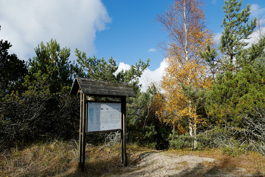 В нацпарке «Куршская коса» просят гостей аккуратнее обращаться с пищевыми отходами из-за АЧС