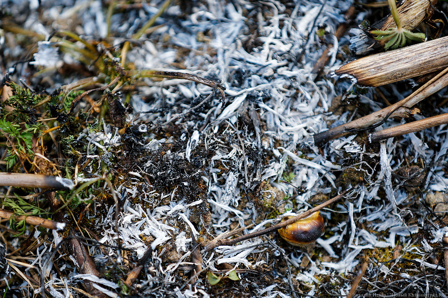 Синоптики обещают калининградцам в выходные заморозки и снег с дождём