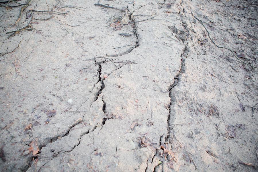 Кладбищенские истории: что происходит с лесопарком на Донского