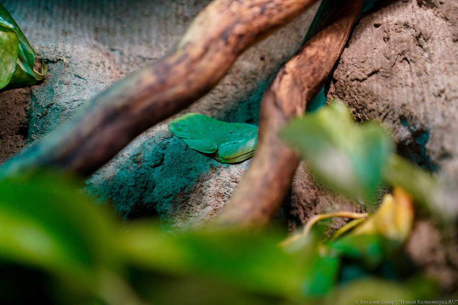 Жаба, гадюка и другие: в зоопарке открылся террариум после ремонта (фото)