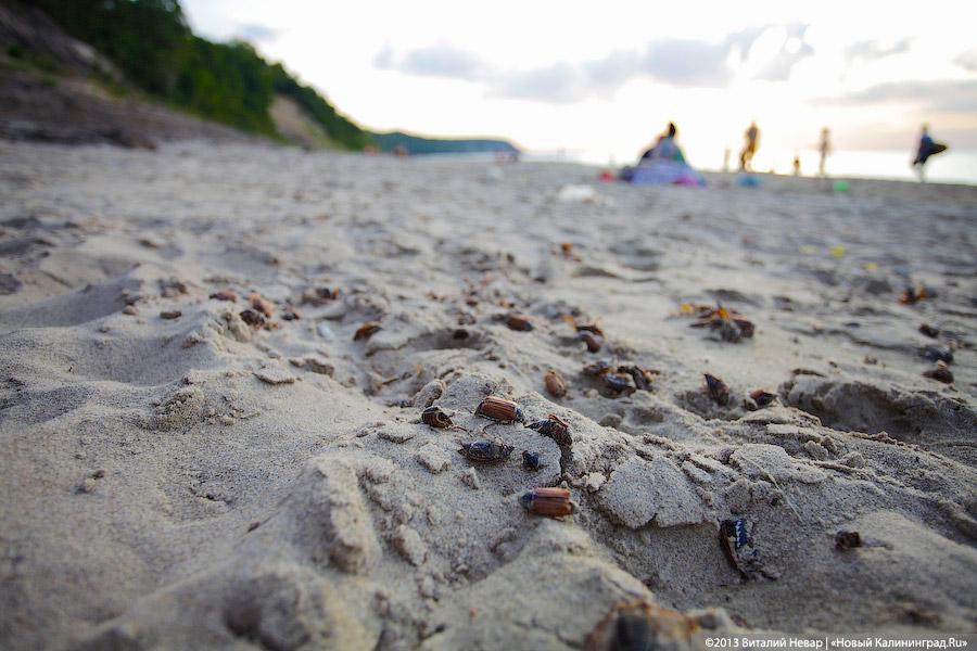 А жук и ныне там: мертвые насекомые разлагаются на побережьях области