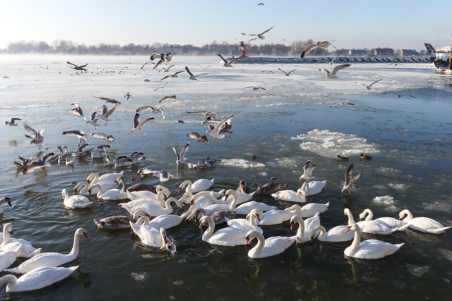 Сотня белых лебедей: как в Балтийске поддерживают замерзающих птиц