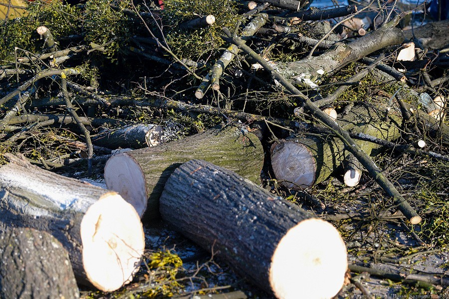 Заммэра Калининграда пообещал системно разобраться в проблеме вырубки деревьев