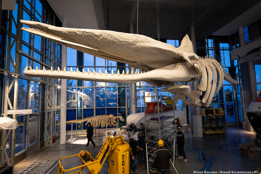 Первый «обитатель» «Планеты Океан»: скелет кашалота переезжает из «Глубины» (фото)