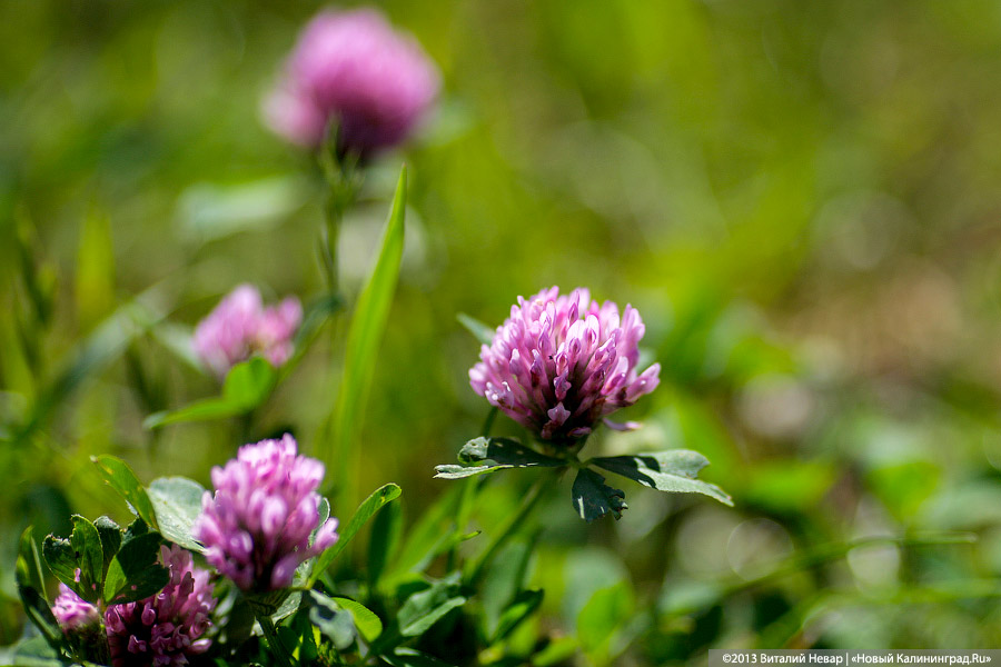 Эксперты: почти 25% россиян провели свой отпуск на даче