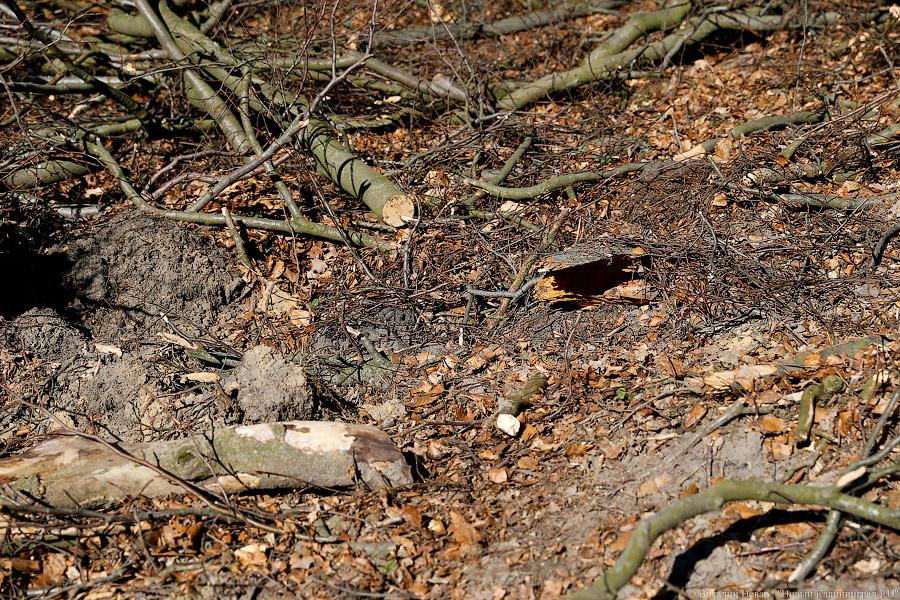 Пеньки в Холмогоровке: кто вырубает лесопарк под Калининградом