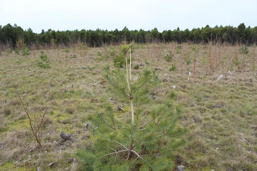 Фото предоставлено пресс-службой парка