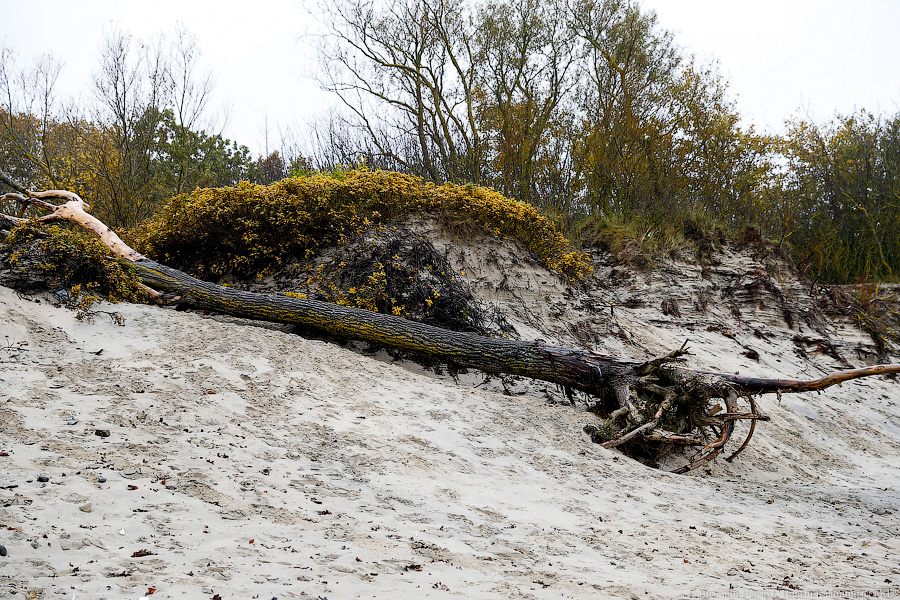 Лучше Афродиты: море подарило калининградцам остатки реликтового леса (фото)