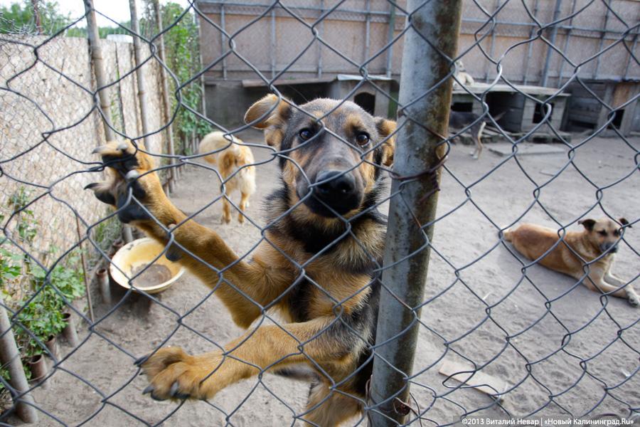 Естественный отбор: что творится за забором Службы защиты животных (фото)