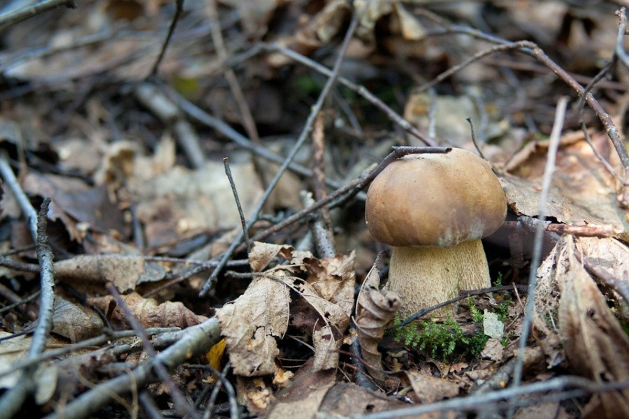 Под Зеленоградском грибники заблудились и завязли в болоте