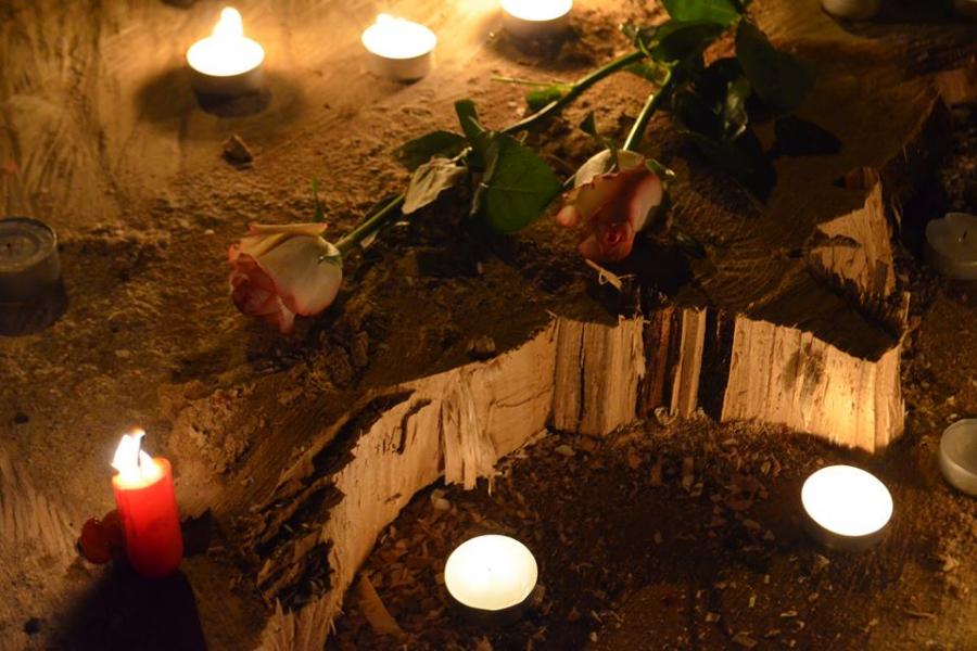 Поминки векового дерева: в Калининграде не соблюдают мораторий на вырубку (фото)