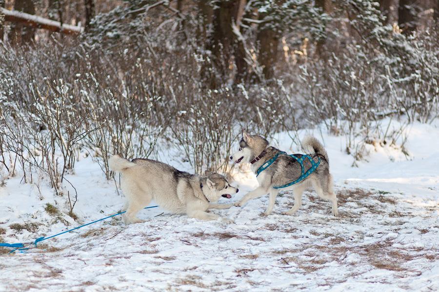 «Сказки о хаски»: фоторепортаж с тренировки ездовых собак и интервью с владельцами