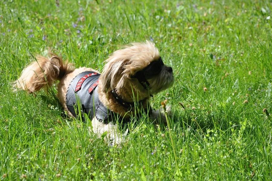 Пес-байкер, которого угонщики оставили без мотоцикла, пересел на «БМВ» друзей (фото)