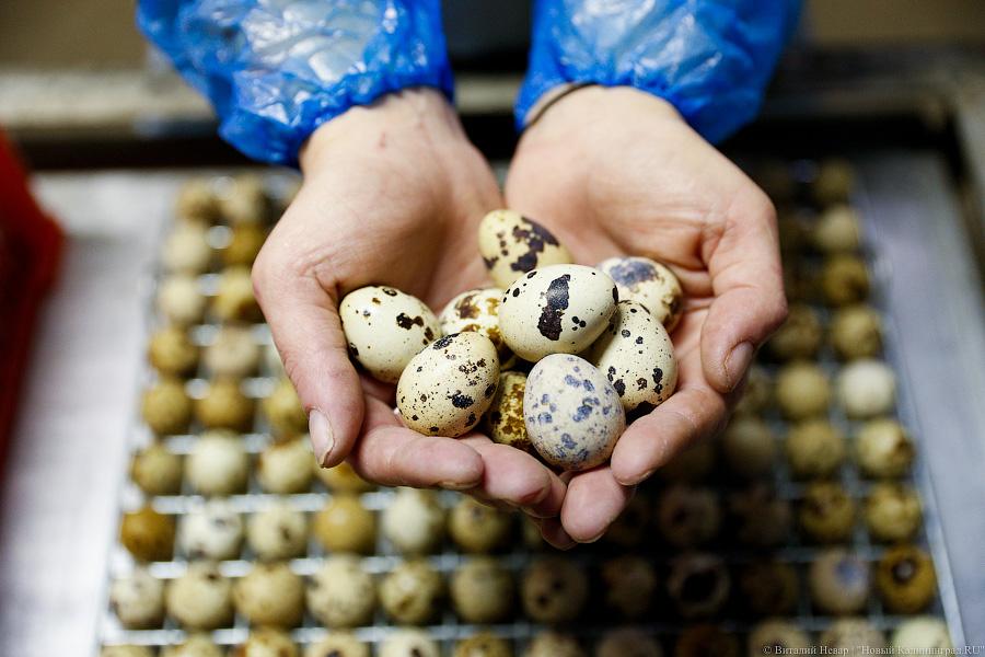 Овцы, козы, перепела: как министр сельского хозяйства к фермерам ездил