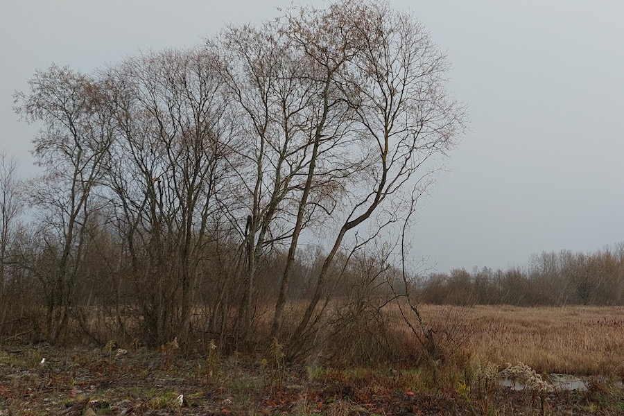 В районе форта № 4 намерены «улучшить эстетичность ландшафта» путем вырубки деревьев и кустов (фото)