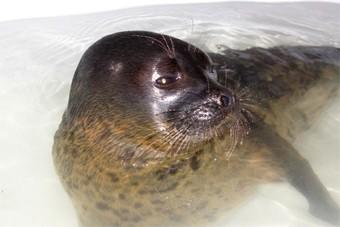 Найденного под Балтийском тюлененка выпустили в море