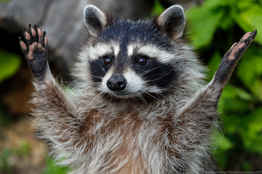 Натуральный беспредел: Калининградский зоопарк показал «енотовые ванны» (видео)