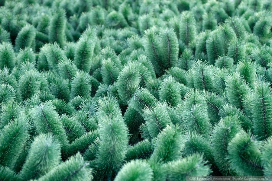 "Много на ёлочке шариков цветных": фоторепортаж "Нового Калининграда.Ru"