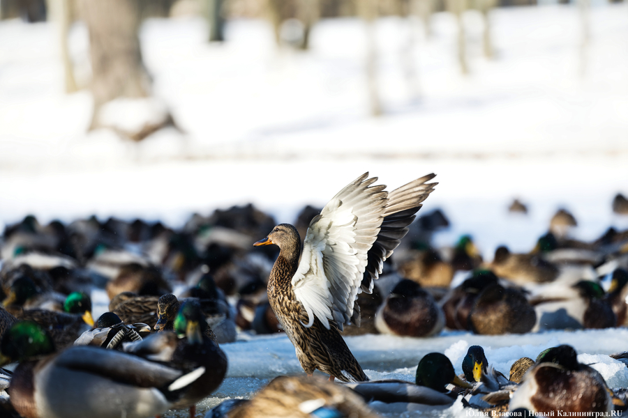 Ледяной плен: в парке Зеленоградска спасают замерзающих уток (фото)