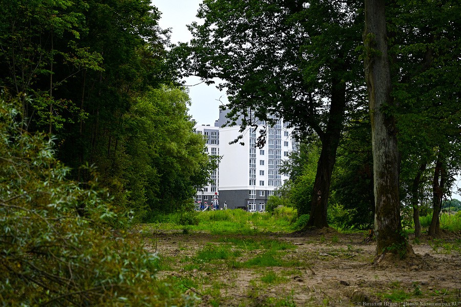 Компании Верхолаза-Макарова разрешили вырубить 12 деревьев на ул. Суздальской