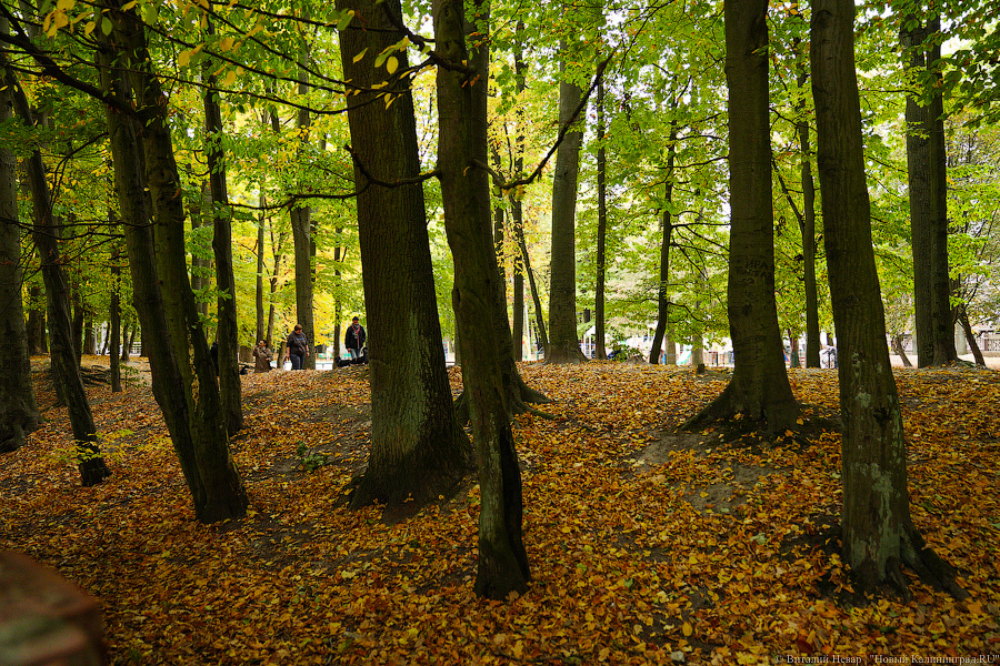 Увидеть в последний раз: осень на стадионе «Спартак», который хотят застроить (фото)