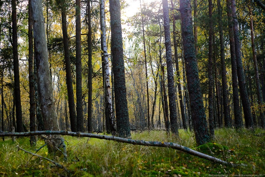 Аудиторы: Калининградская область — в числе худших по эффективности лесовосстановления