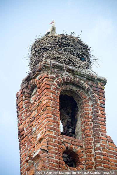 «А денег нет»: в переданной РПЦ кирхе 14-го века в Храброво валяются человеческие кости