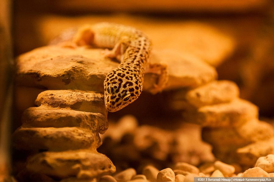 «Зов джунглей»: фоторепортаж с открытия первого калининградского экзотариума