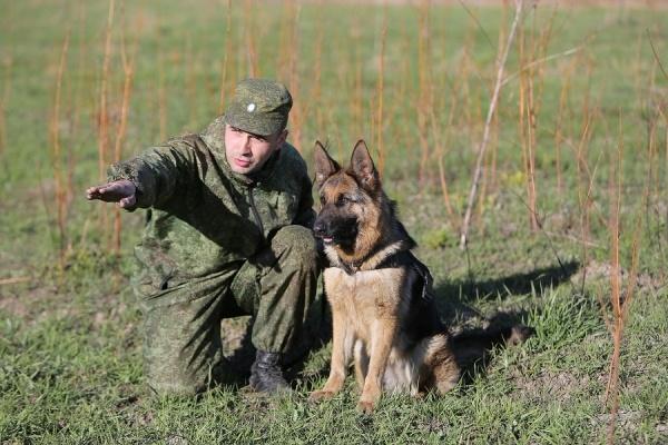 Поймать нарушителей границы государства помогают четвероногие друзья