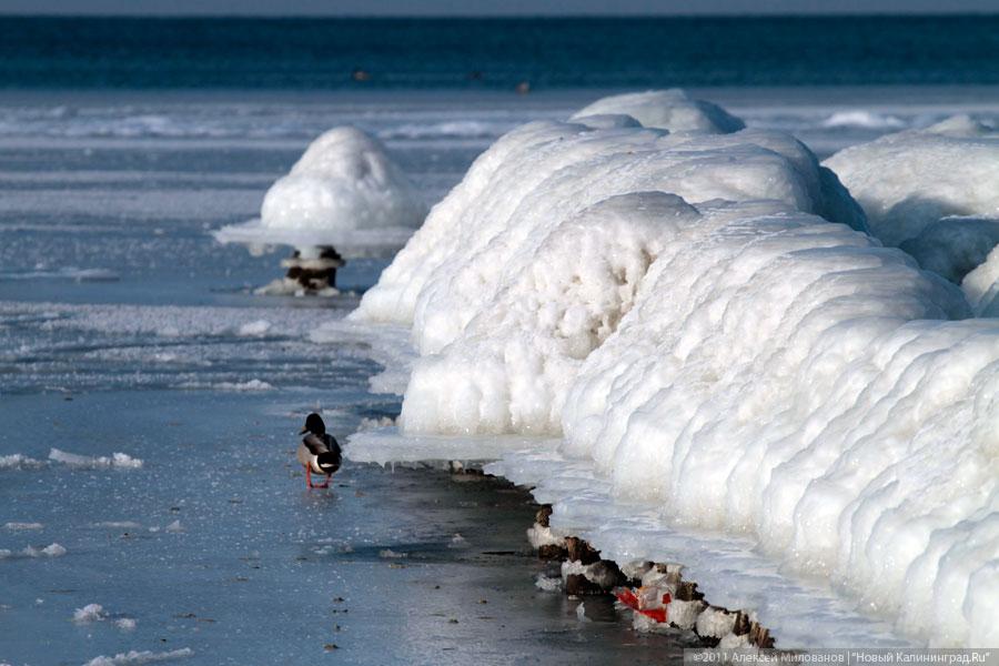 "Аки посуху": фоторепортаж "Нового Калининграда.Ru"