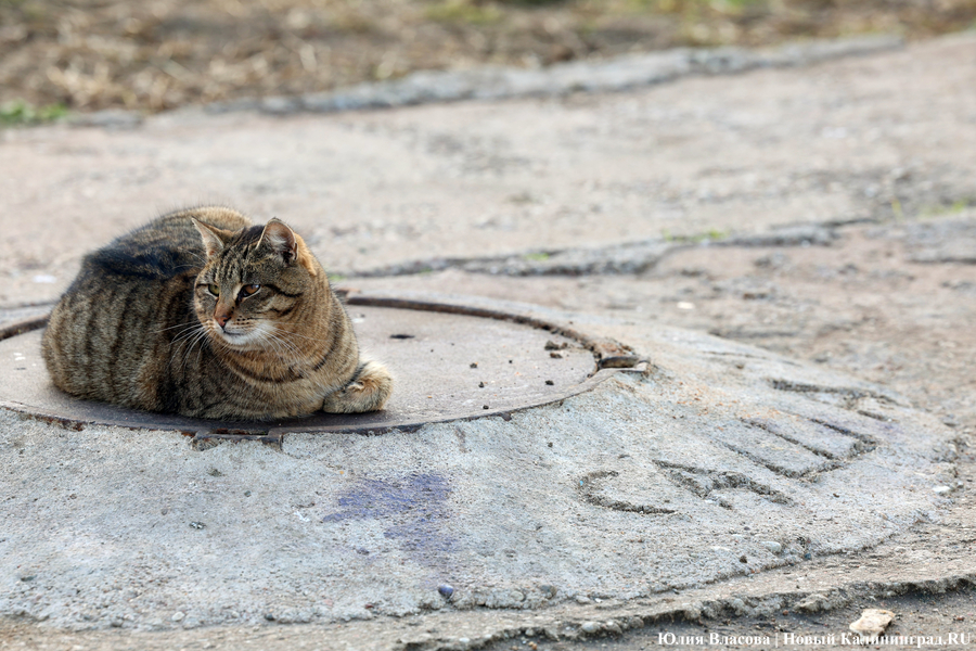 Чудеса эквилибристики и тонкости скольжения: как жители Калининграда передвигаются по тротуарам (фото)