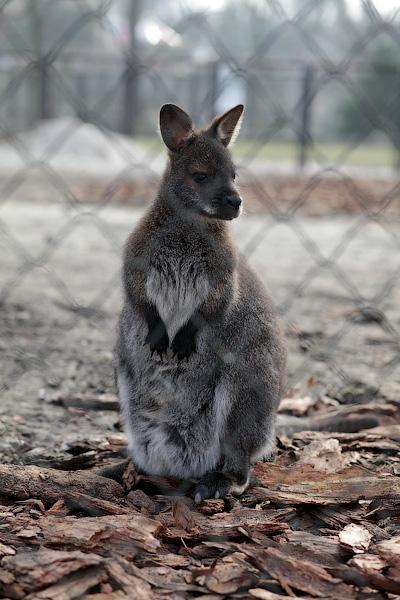 «Собаки уже неделю рвали забор»: что произошло с кенгуру в Калининградском зоопарке