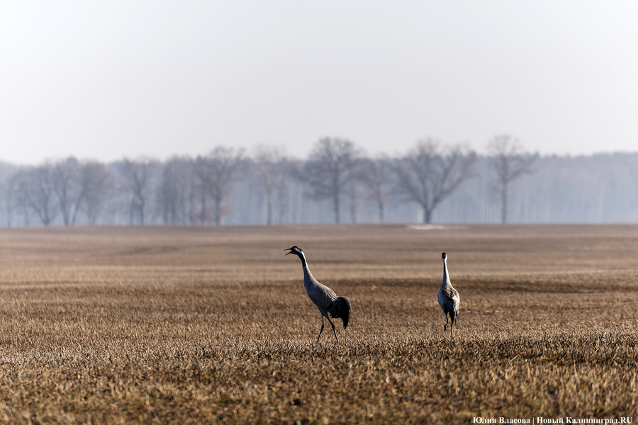 Мартовский «курлык»: в Калининградскую область вернулись журавли (фото)