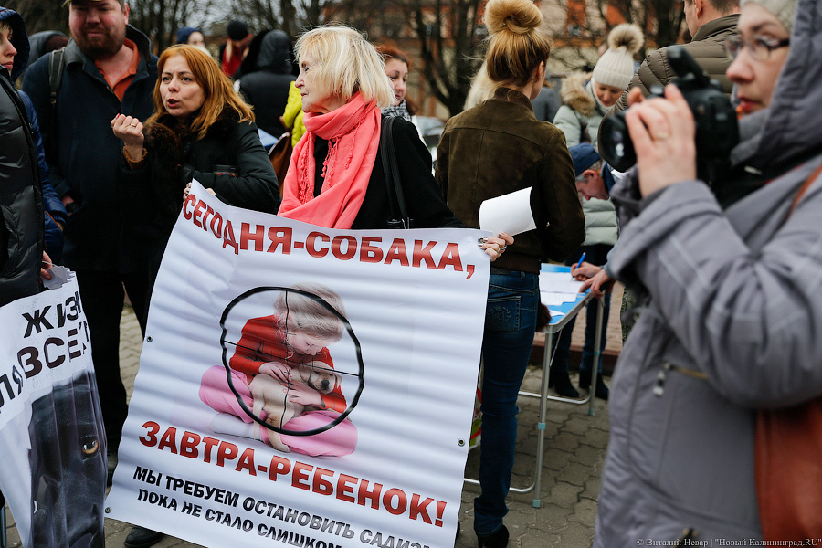 Вместе против живодеров: в Калининграде митинговали в защиту животных