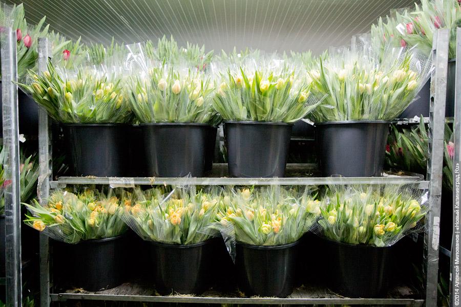 Букет к празднику: в Калинково вырастили 6 миллионов тюльпанов