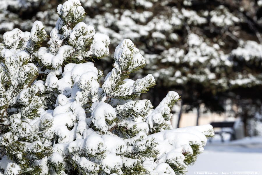 Внезапный снег: Калининград опять оказался не готов к осадкам (фото)