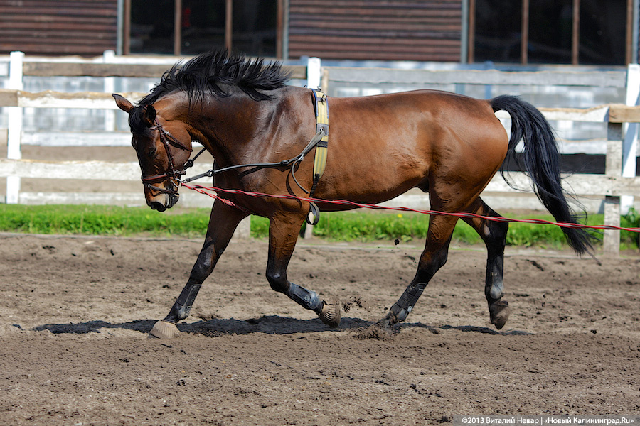 «Всадники перемен»: калининградские коневоды выиграли 3 млн рублей на развитие конного спорта