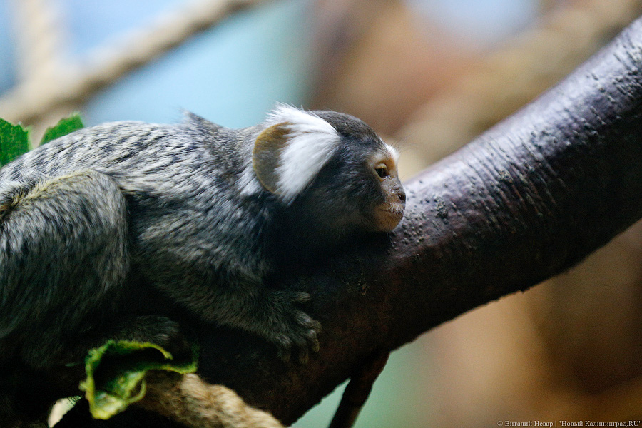 Само очарование: «фотосессия» семейства игрунок в Калининградском зоопарке 