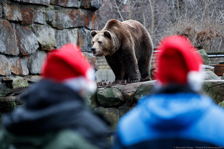 Сюрпризы для зверей: в зоопарке поздравили животных с Новым годом (фото)