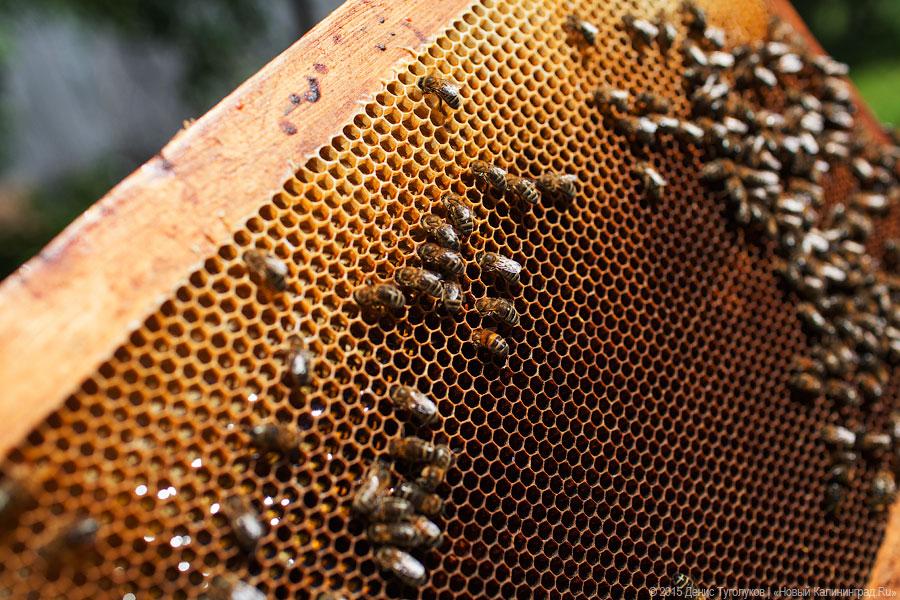 В России впервые возбудили уголовное дело из-за массовой гибели пчел