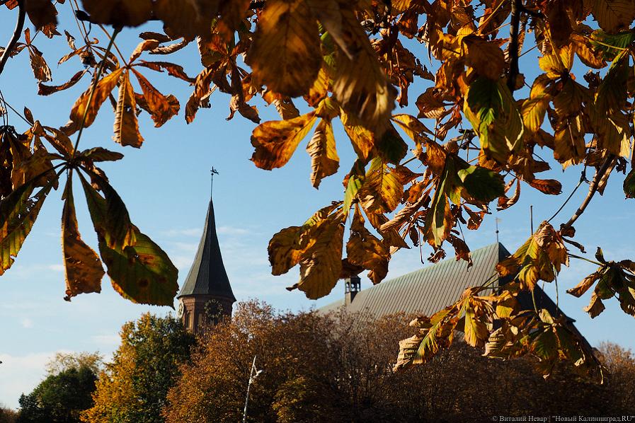 Горвласти выделили 6 млн рублей на «содержание зеленых насаждений»
