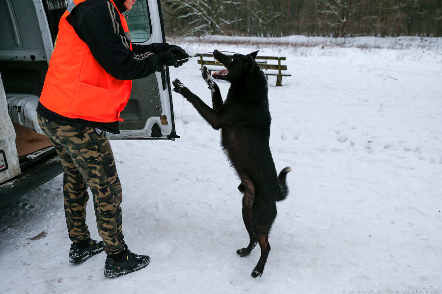 «Петля, намордник, ошейник»: как волонтеры бездомных собак отлавливают