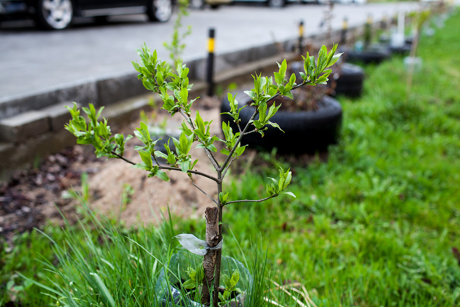 Металлические ограждения хотят менять на кустарник не везде и постепенно