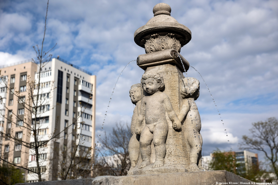«Быки» и «младенцы»: в Калининграде начался сезон фонтанов (фото)