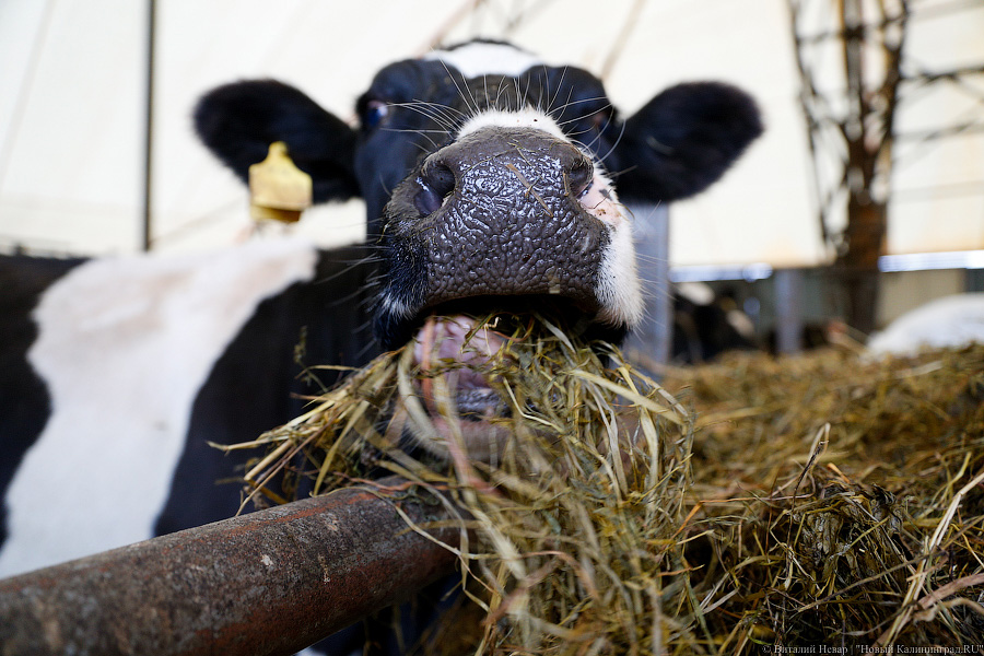 Картошка с молоком: как живут «лучшие начинающие фермеры России» из Славска